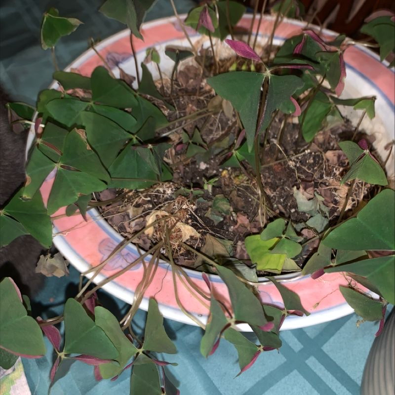 Photo of the plant species Picassos Paintbrush by Victoria named Lucky on Greg, the plant care app