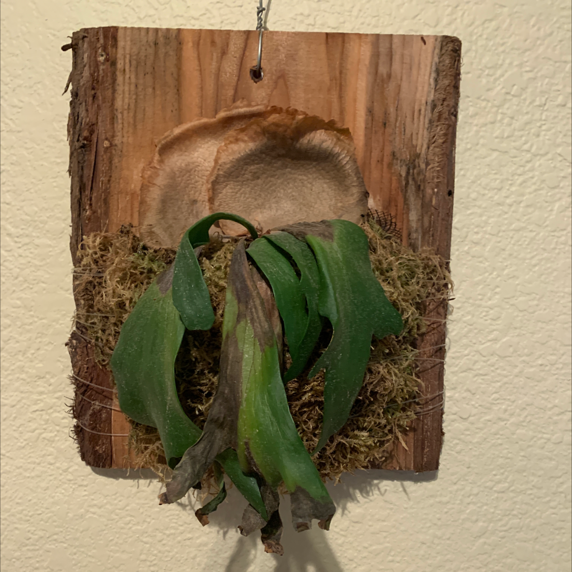 Photo of the plant species Dawn to Dusk by Audrey named Willow on Greg, the plant care app