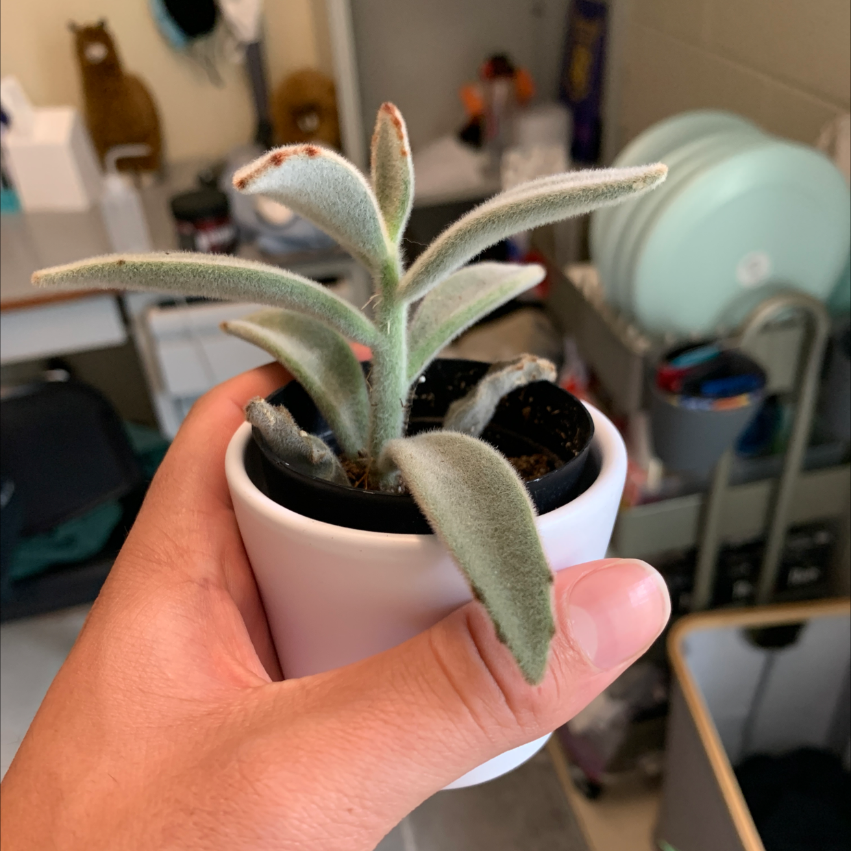 A healthy Panda Plant (Kalanchoe tomentosa) in a white pot held by a hand.