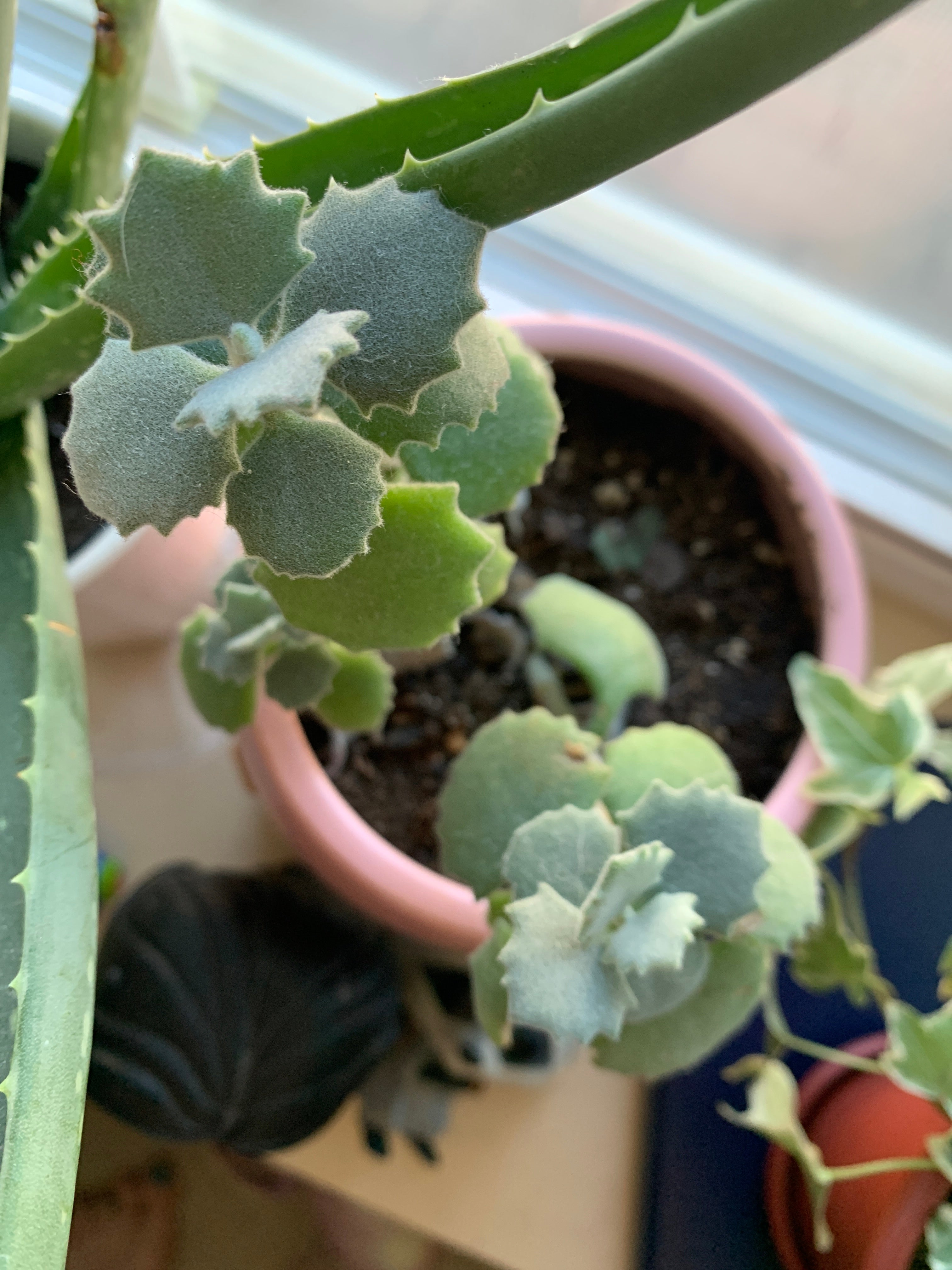 Why Are My Millot Kalanchoe Leaves Droopy?