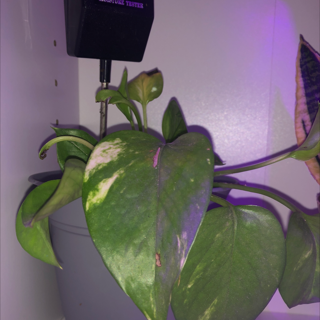 Photo of the plant species Hosta by Milo named Harmony on Greg, the plant care app