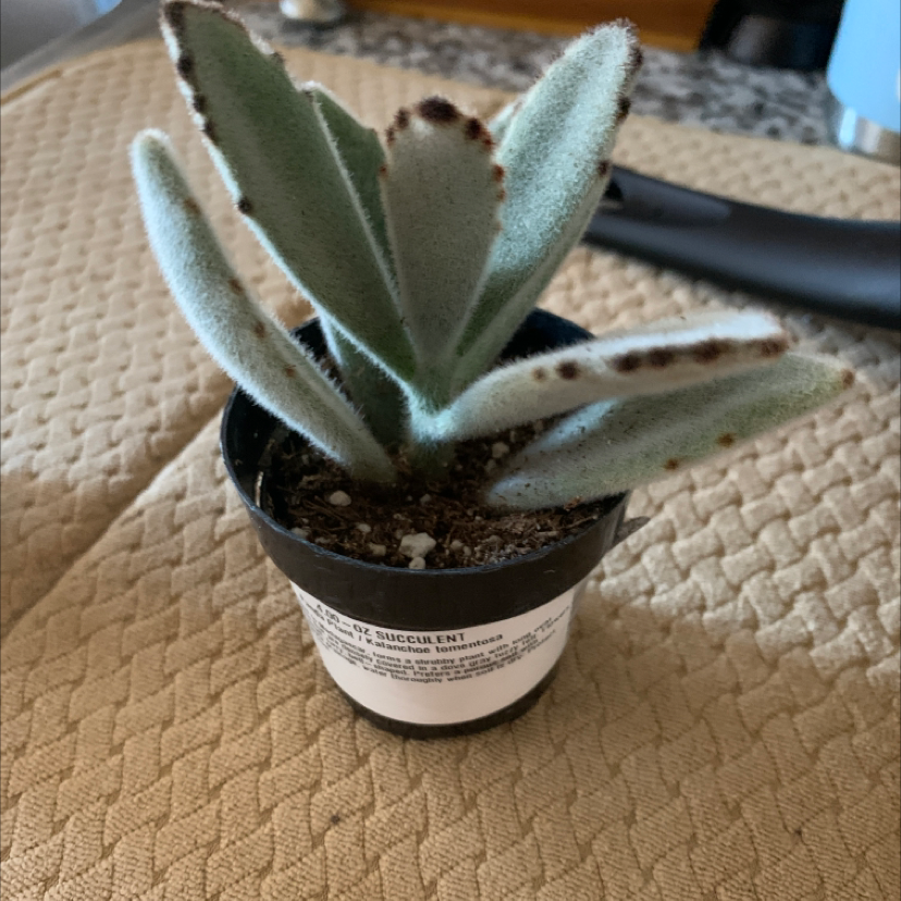 Panda Plant (Kalanchoe tomentosa) in a black pot with fuzzy leaves and brown spots.