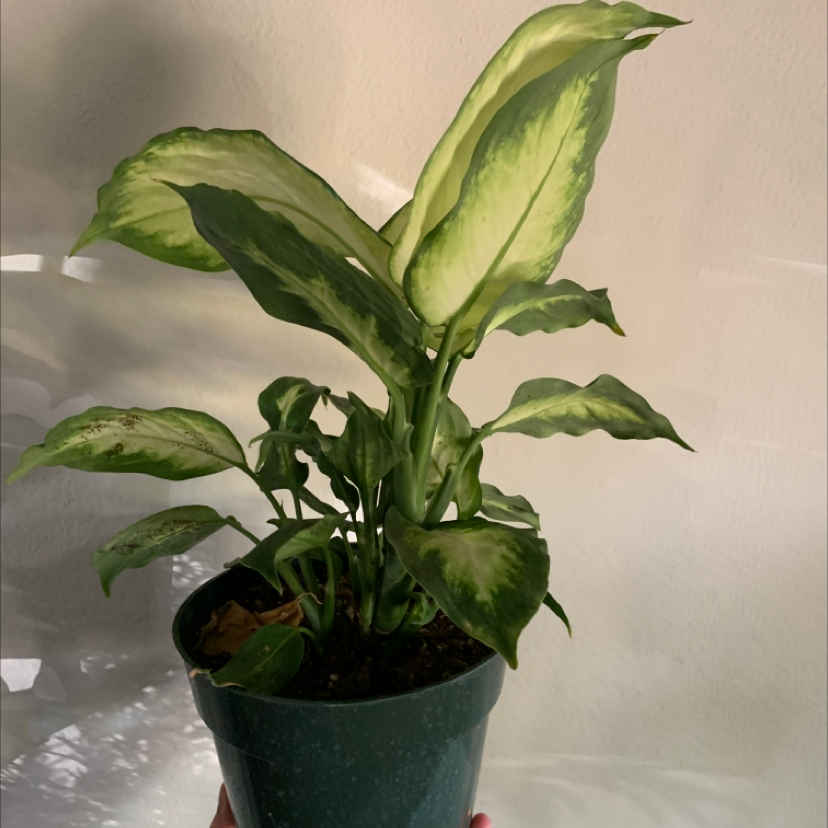 Dieffenbachia 'Camille' plant in a pot with some minor yellowing and browning on leaves.