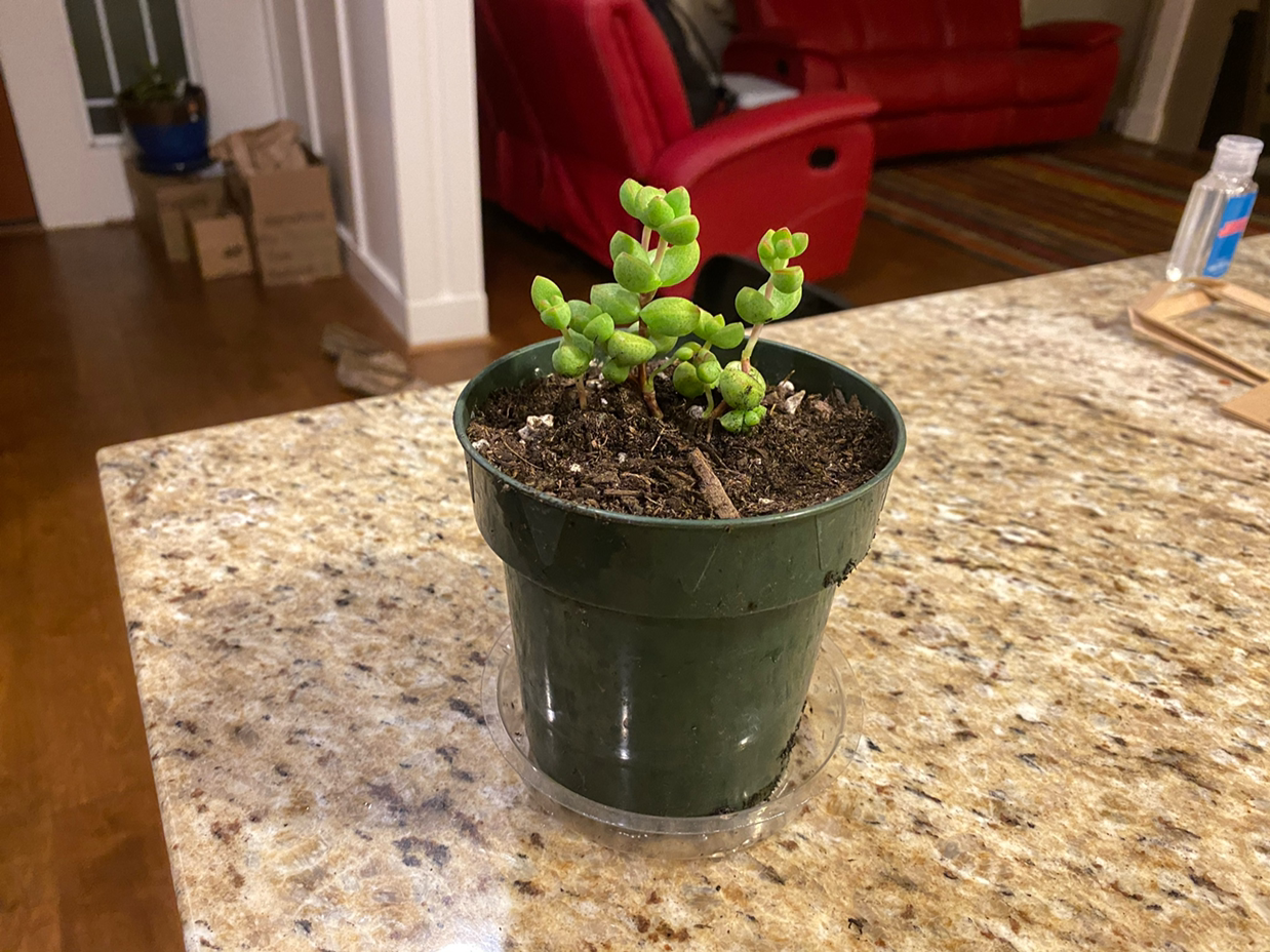 Healthy Burro's Tail succulent with plump green leaves in a ceramic pot, on a speckled countertop with a red couch in the background.