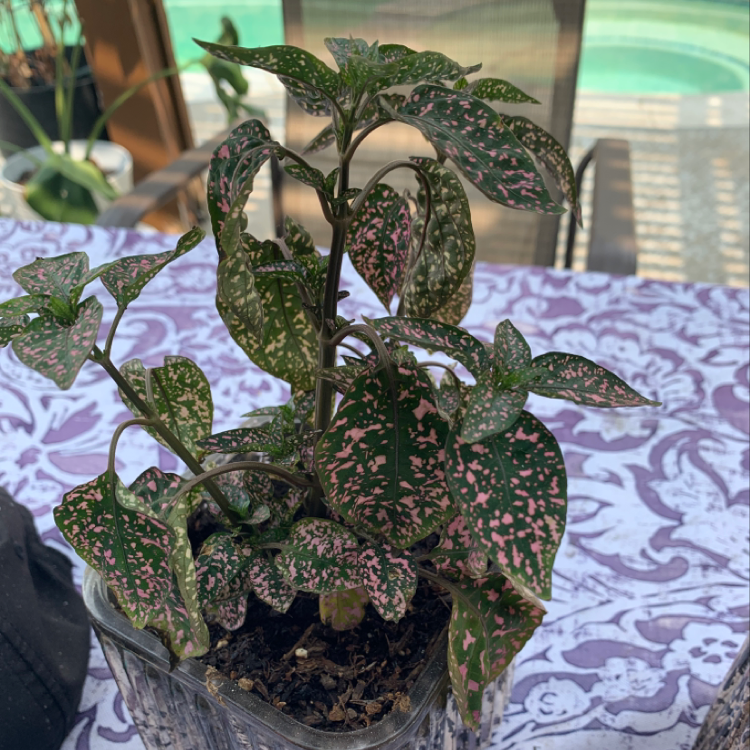 Plant care for Monte Amargo Cactus on Greg, the plant care app
