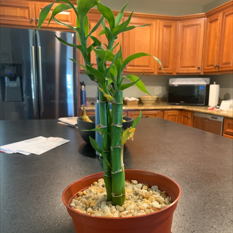 Healthy and thriving lucky bamboo plant with vibrant green spiral leaves growing in a decorative brown pot filled with pebbles.