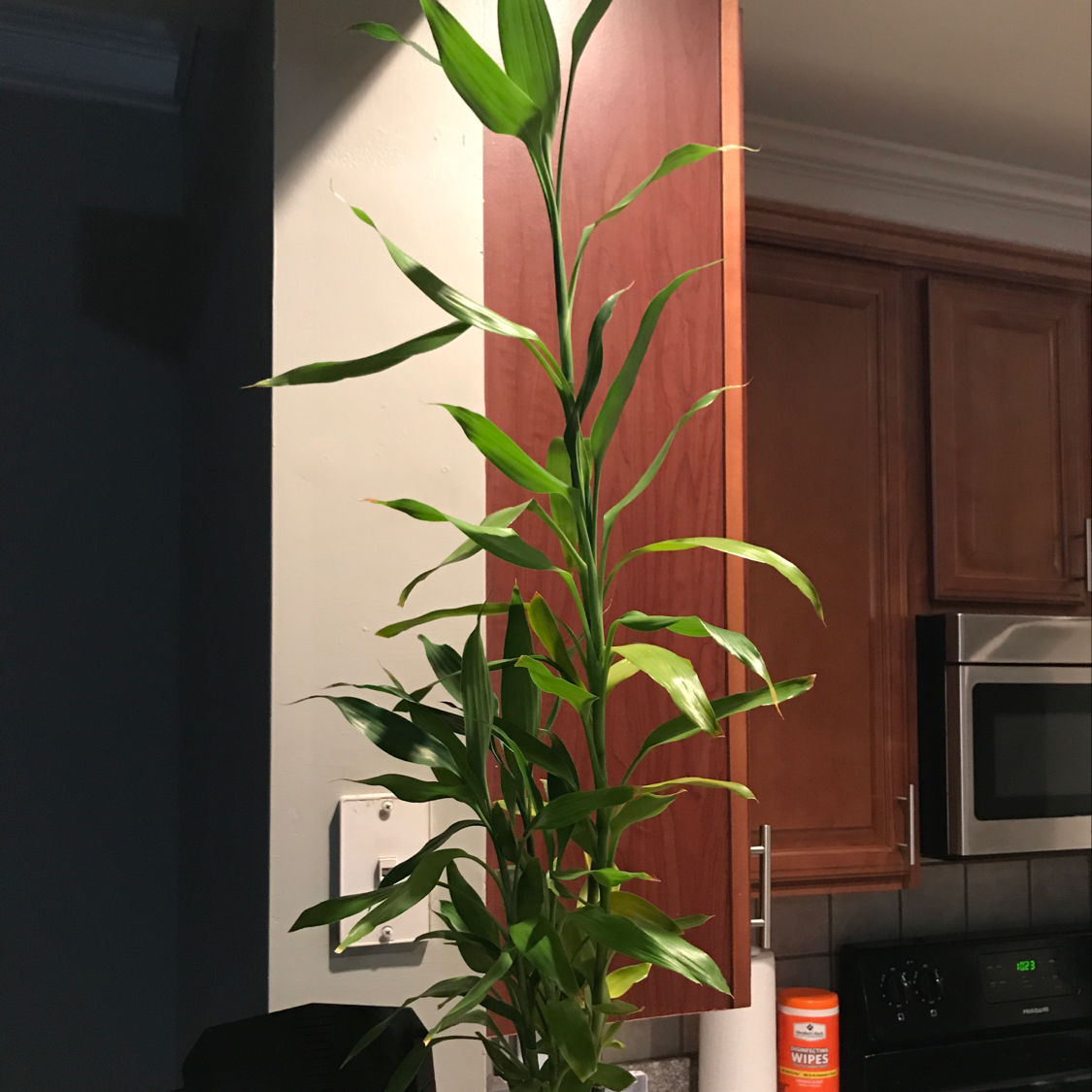 Healthy lucky bamboo plant with vibrant green leaves growing tall in a kitchen setting near a window.