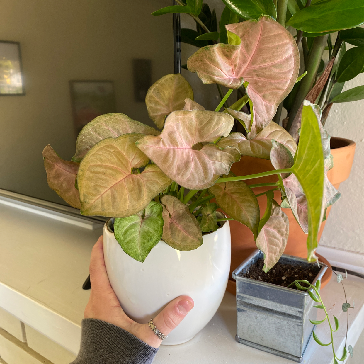 Propagating Arrowhead Plant: Step-by-step Guide 👶