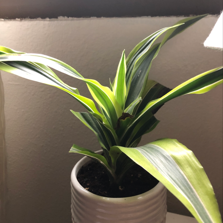 Healthy Cornstalk Dracaena plant with vibrant green and yellow striped leaves growing in a white ceramic pot, well-framed on a neutral gray background.