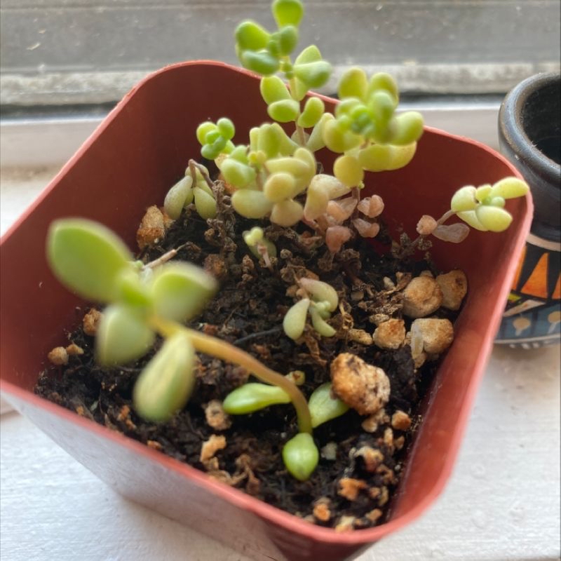 Elephant Bush plant in a red pot with some yellowing and browning leaves.