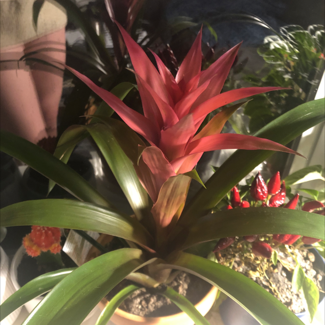 Blushing Bromeliad with vibrant red central leaves and healthy green outer leaves.