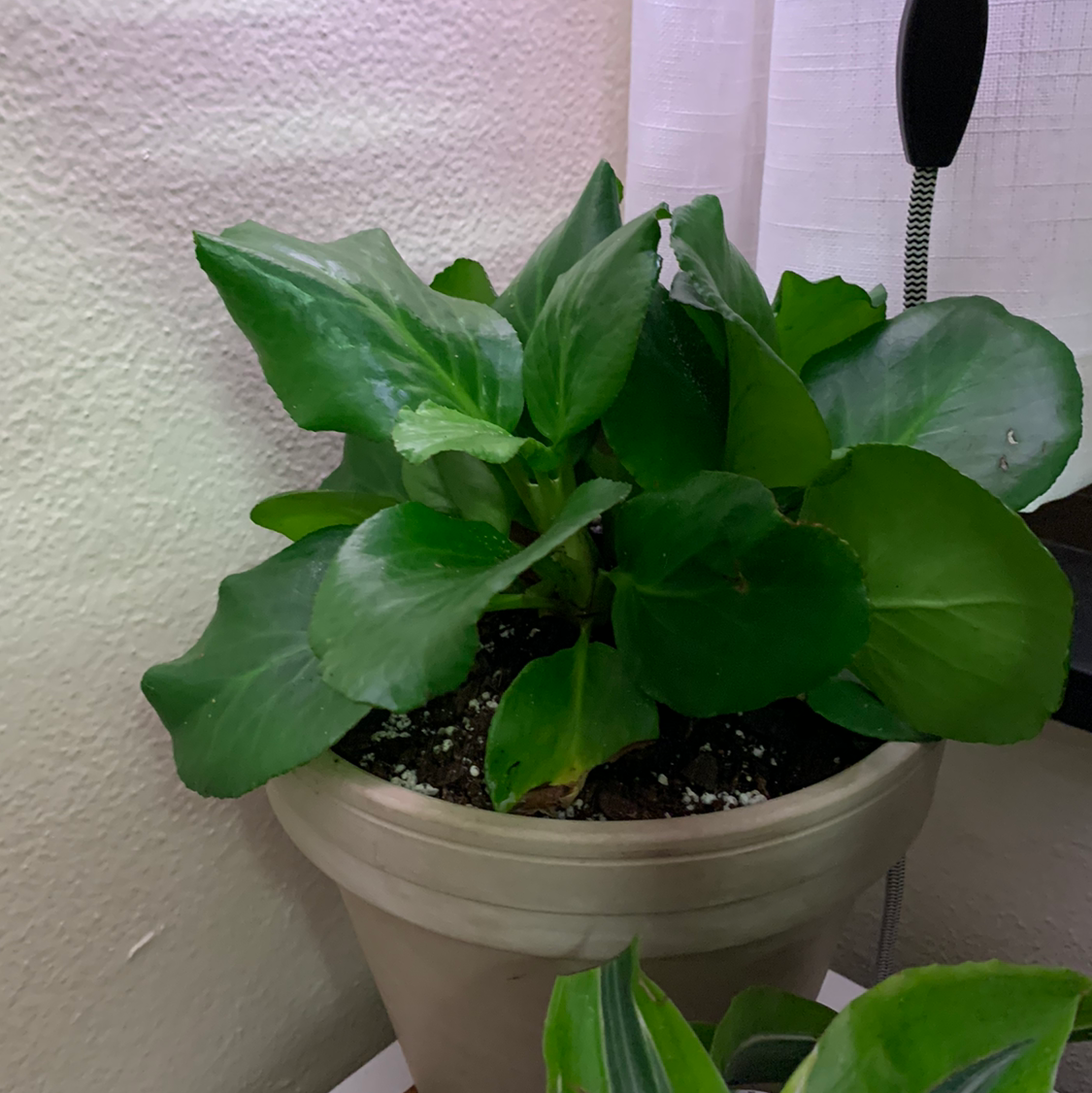 Photo of the plant species allspice by Jennifer named Terra on Greg, the plant care app