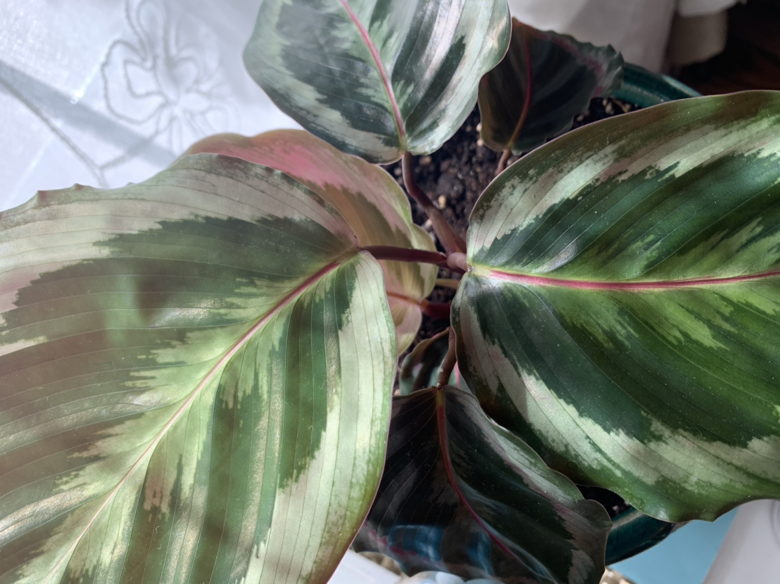 Healthy Calathea roseopicta plant with large, oval green leaves featuring light and dark pinstripe variegation.