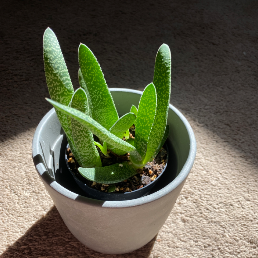 Healthy green Ox Tongue succulent plant with fleshy, tongue-shaped leaves in a white pot with pebble topdressing.