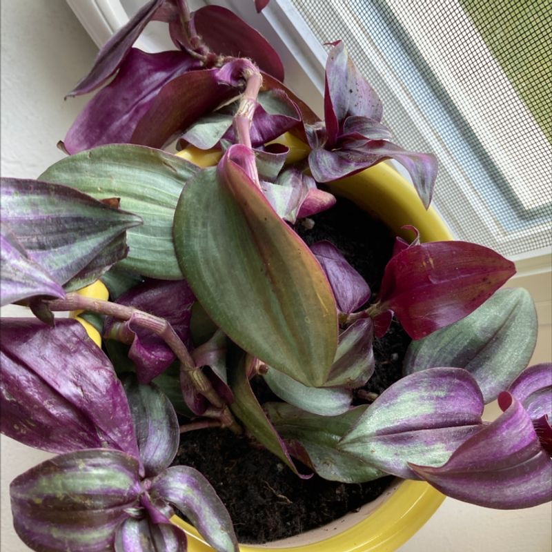 Close-up of a healthy variegated Tradescantia zebrina plant with purple and green leaves in a yellow pot.