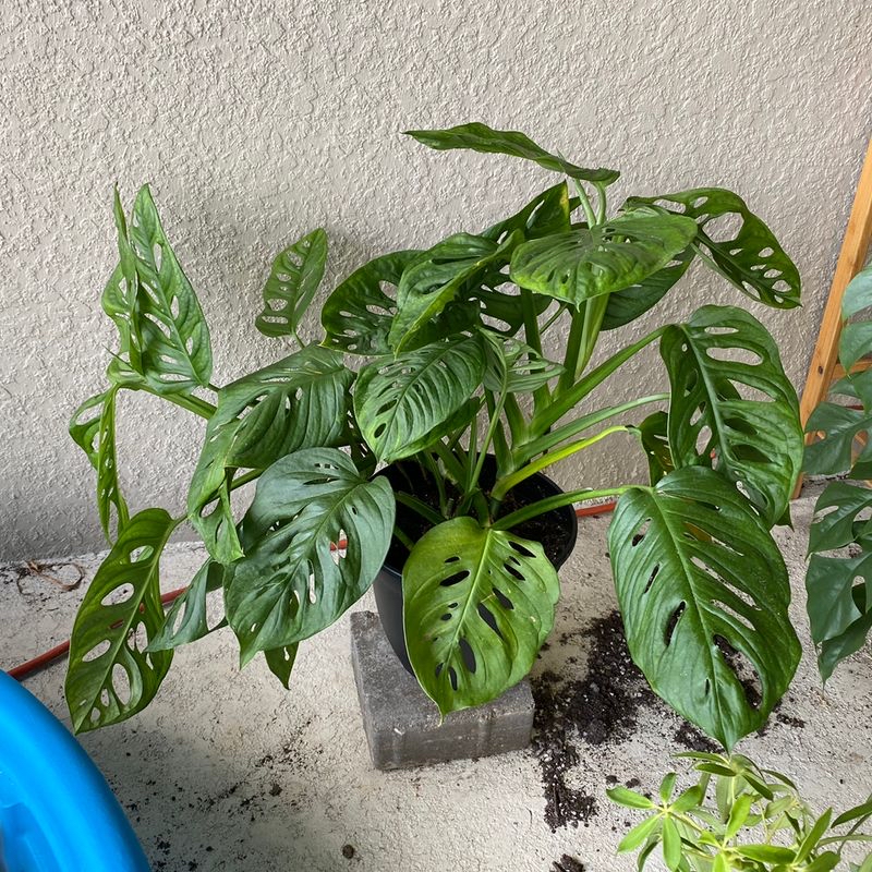 Healthy Monstera adansonii plant with lush green fenestrated leaves growing in a concrete pot against a textured wall.