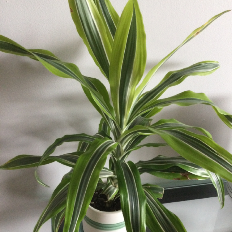 Cornstalk Dracaena plant photo by @marionisamuffin named Leonard on Greg, the plant care app.