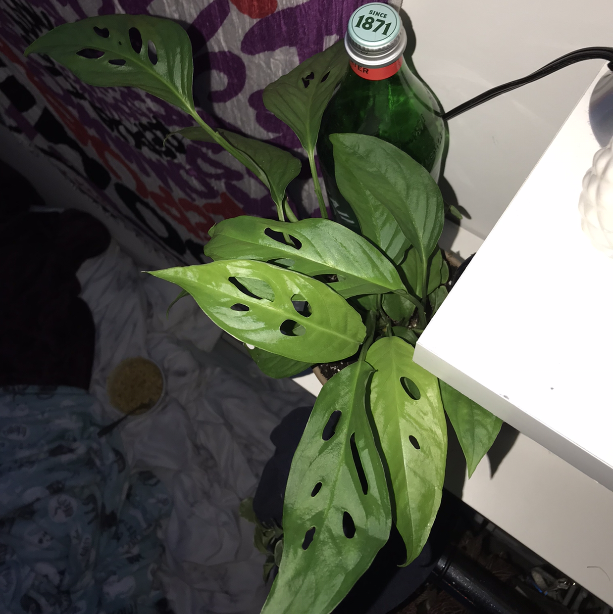 A healthy, thriving Monstera deliciosa houseplant with large, glossy green leaves featuring distinctive holes and splits.