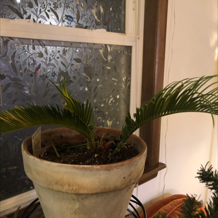 Why Are My Sago Palm Leaves Dropping?