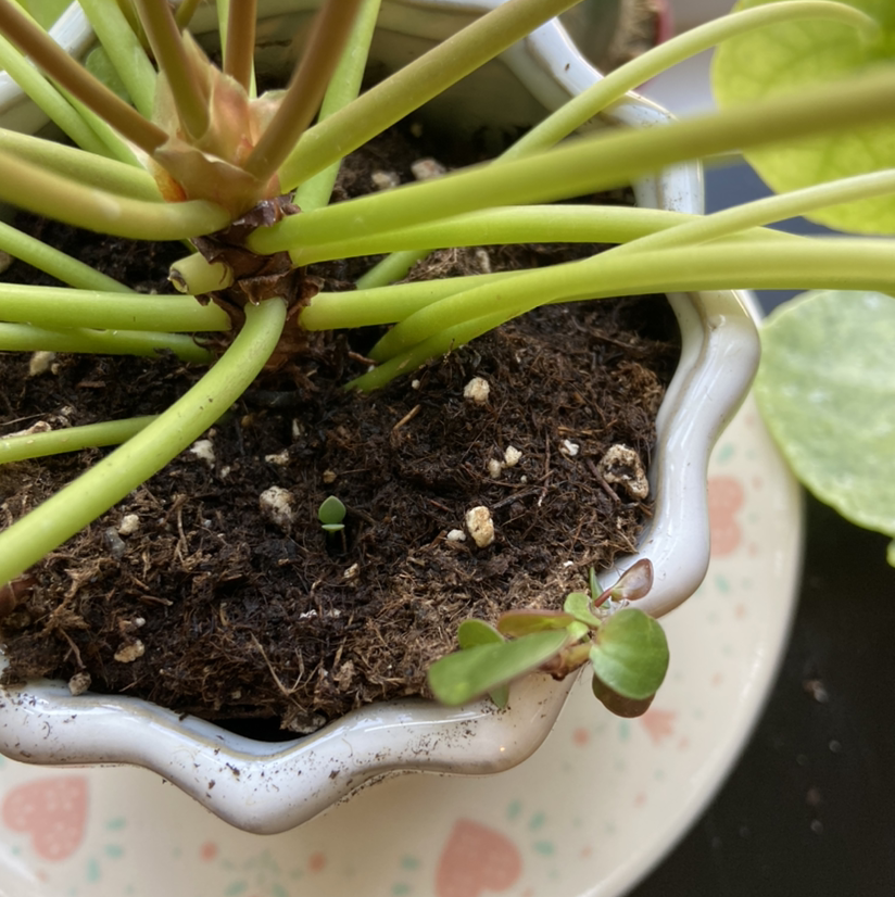 Photo of the plant species Scullcap by Sydney named pilea on Greg, the plant care app