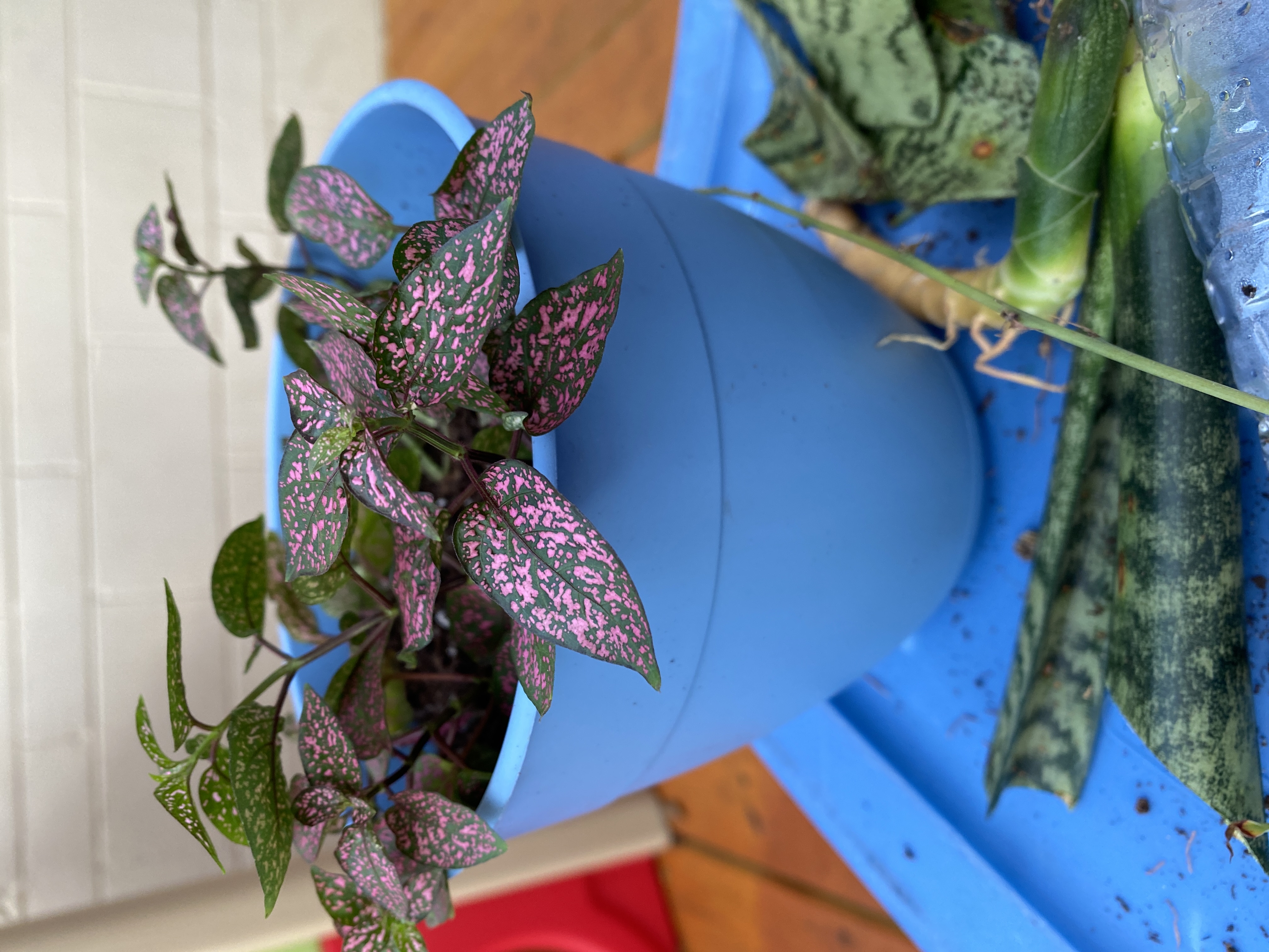 Close-up of a healthy Polka Dot Plant with vibrant pink and green spotted leaves, held by a human hand to showcase the foliage.