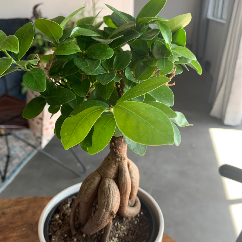 Healthy Ficus Ginseng bonsai tree with braided trunk and lush green foliage, potted in a shallow container with gravel.