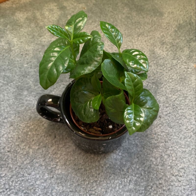Healthy young Arabian Coffee plant with shiny dark green leaves in a ceramic pot, well-framed against a neutral background.