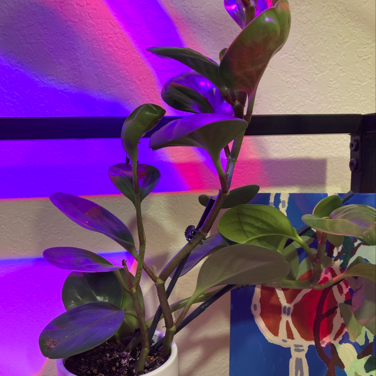 Jelly Plant in a white pot with colored lighting in the background.