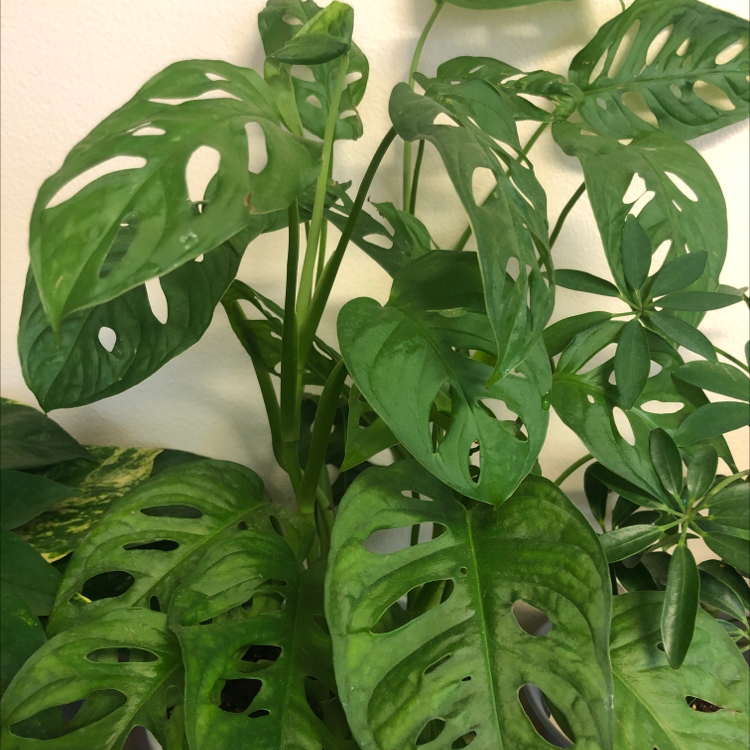 Thriving Monstera deliciosa plant with healthy, glossy, dark green leaves featuring characteristic splits and holes.