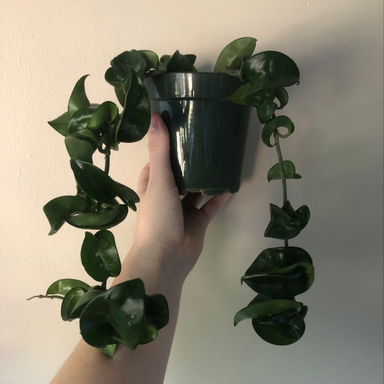 Hoya carnosa 'Compacta' plant in a small pot held by a hand, with green curled leaves.
