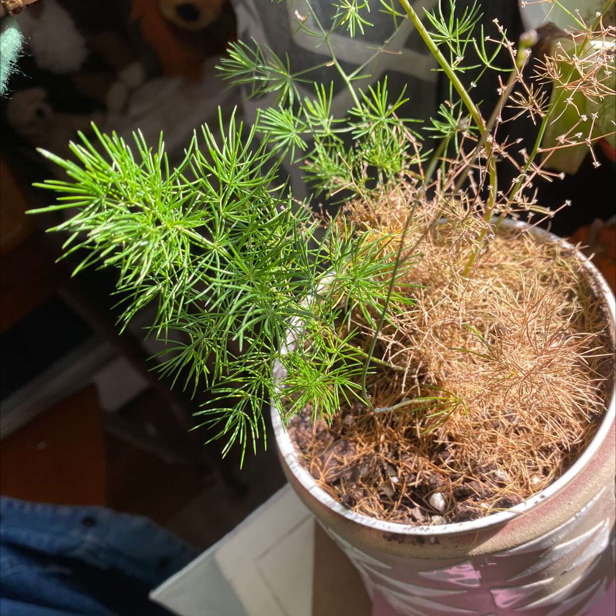 Healthy plume asparagus plant with lush green needle-like leaves growing densely in a plastic nursery pot.