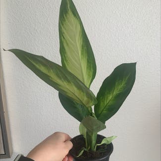 Dieffenbachia plant in Superior, Colorado