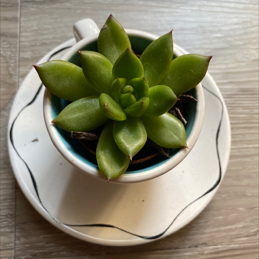 Healthy Lipstick Echeveria succulent in a small pot on a saucer.