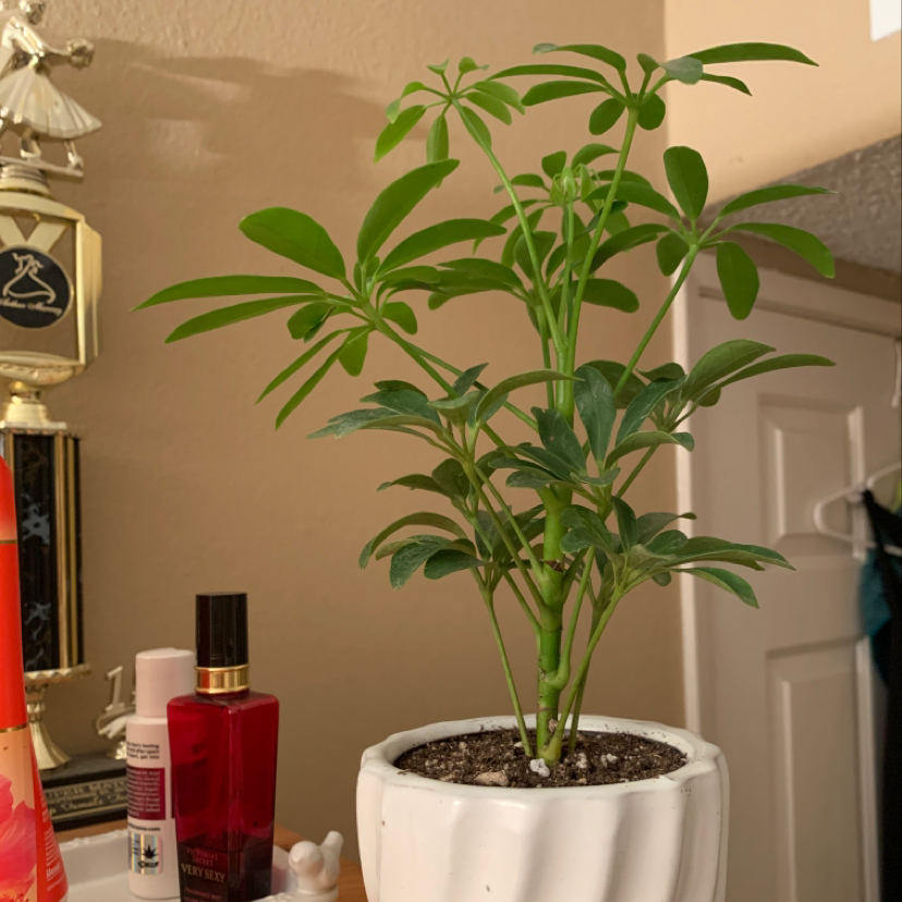 Healthy dwarf umbrella tree in white ceramic pot, situated in a bathroom. Lush green compound leaves, no signs of disease.
