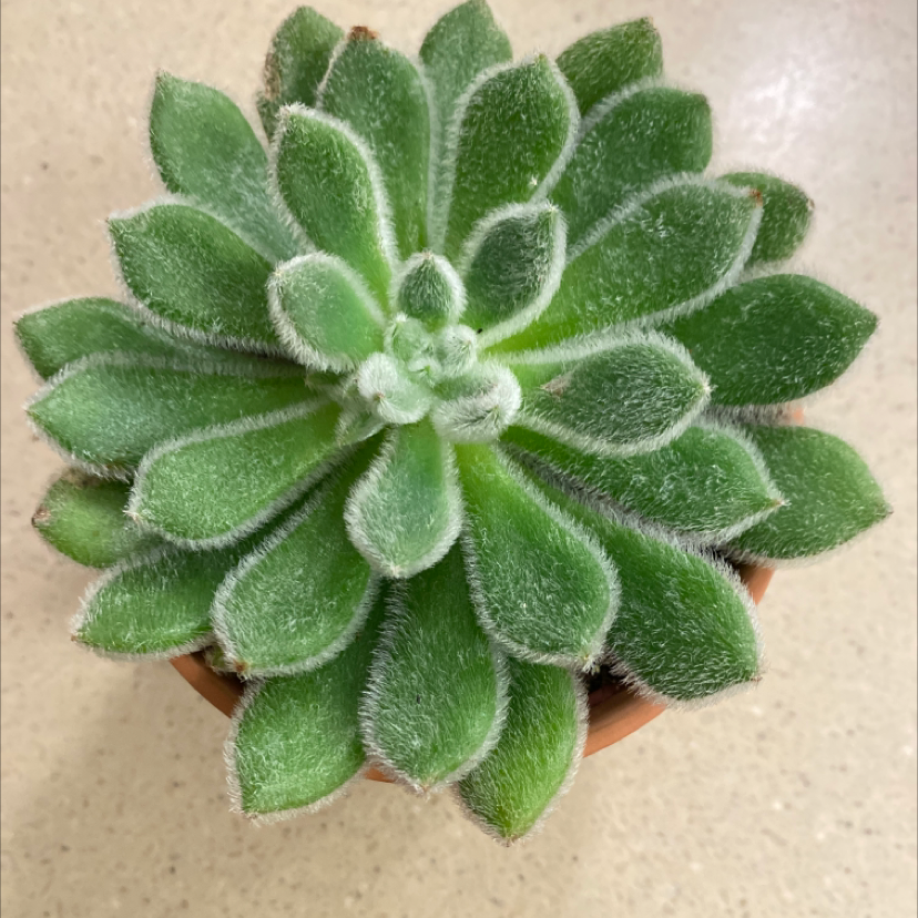 Healthy Mexican Firecracker succulent with green, hairy leaves in a small pot.