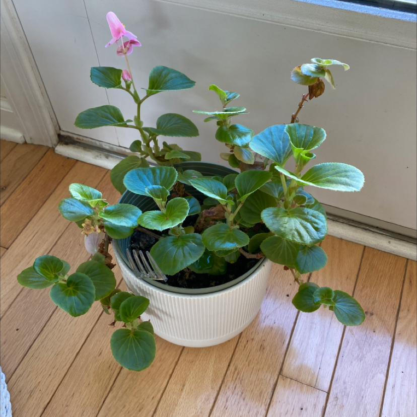Potted Clubed Begonia with green leaves and a pink flower, placed indoors on a wooden floor.