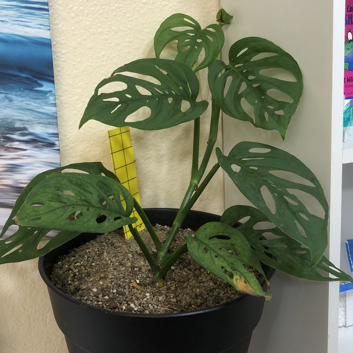 Healthy monstera deliciosa plant in black pot with large green fenestrated leaves and visible soil.