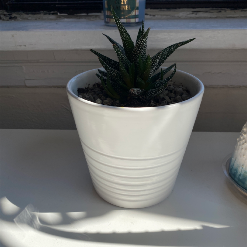 Healthy Zebra Plant succulent in a white ceramic pot, with vibrant green leaves marked by distinctive white horizontal stripes.