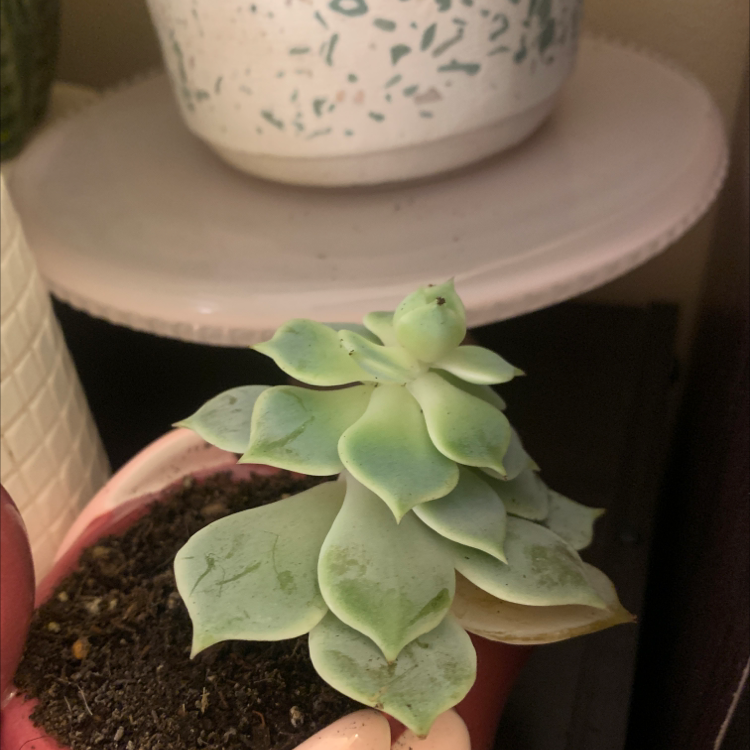 Plant care for Draecana Golden Heart on Greg, the plant care app