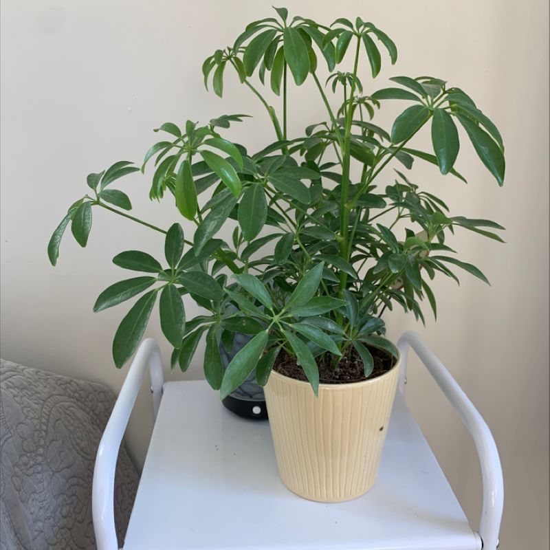A healthy dwarf umbrella tree houseplant with lush green foliage, growing in a ceramic pot on a white surface.
