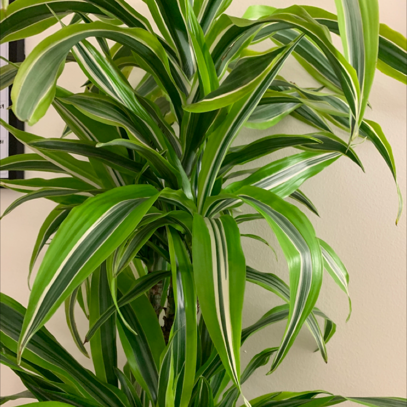 Photo of the plant species Dracaena 'Lemon Lime' by Sara named Lebron on Greg, the plant care app
