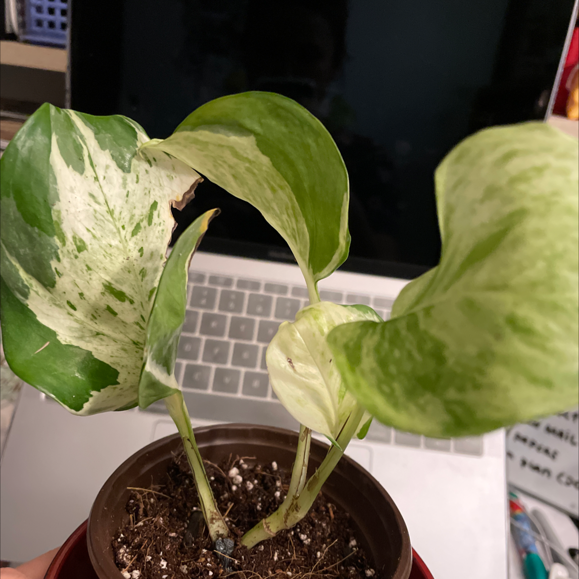 Photo of the plant species Manjula Pothos by @krazykellster named Mila on Greg, the plant care app