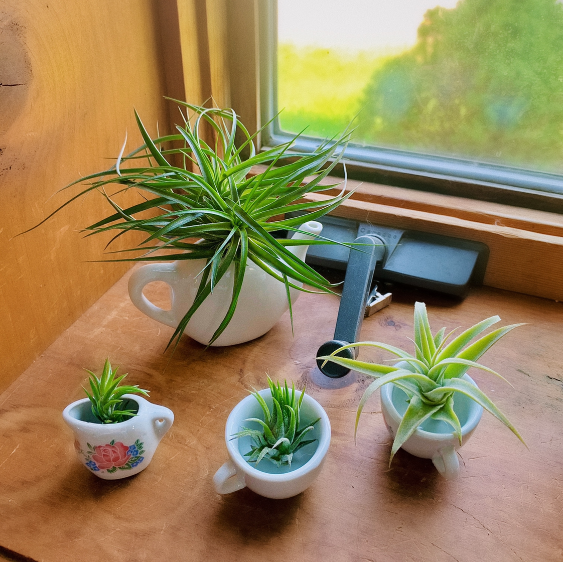 Photo of the plant species Marcus Aloe 'Pepe' by Ally named airplants on Greg, the plant care app