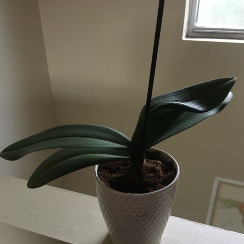 Photo of the plant species I Dont Know by Caitie named Orchid on Greg, the plant care app