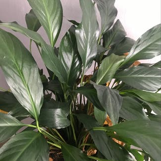Peace Lily plant in Portsmouth, Virginia