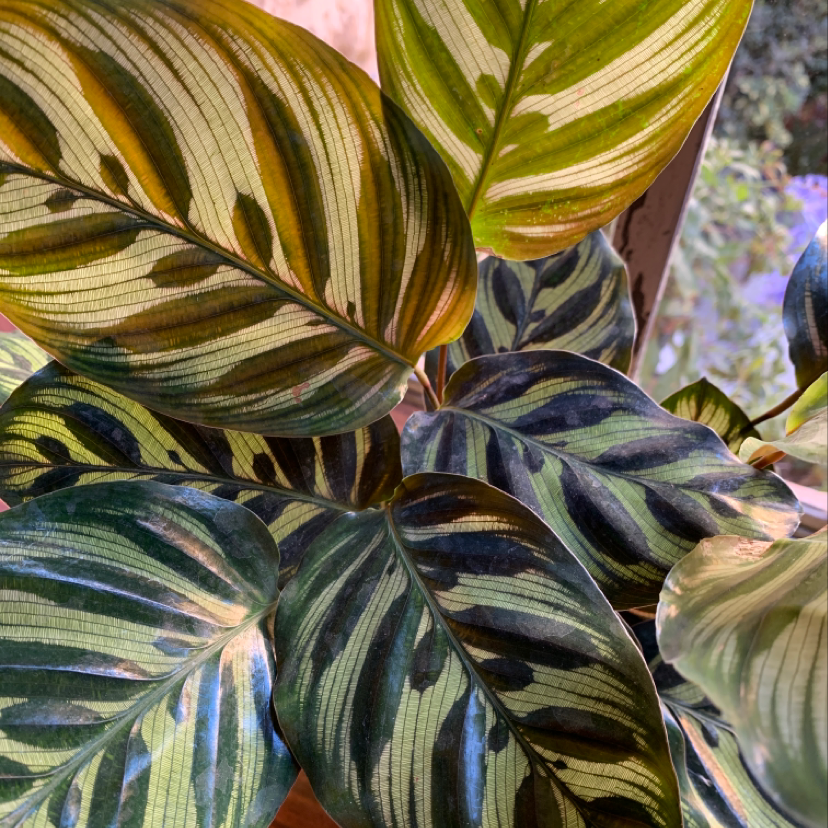 Cathedral Windows plant with variegated leaves featuring green, yellow, and dark stripes.
