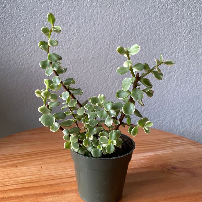 Photo of the plant species Banana succulent by Tammi named Fern on Greg, the plant care app
