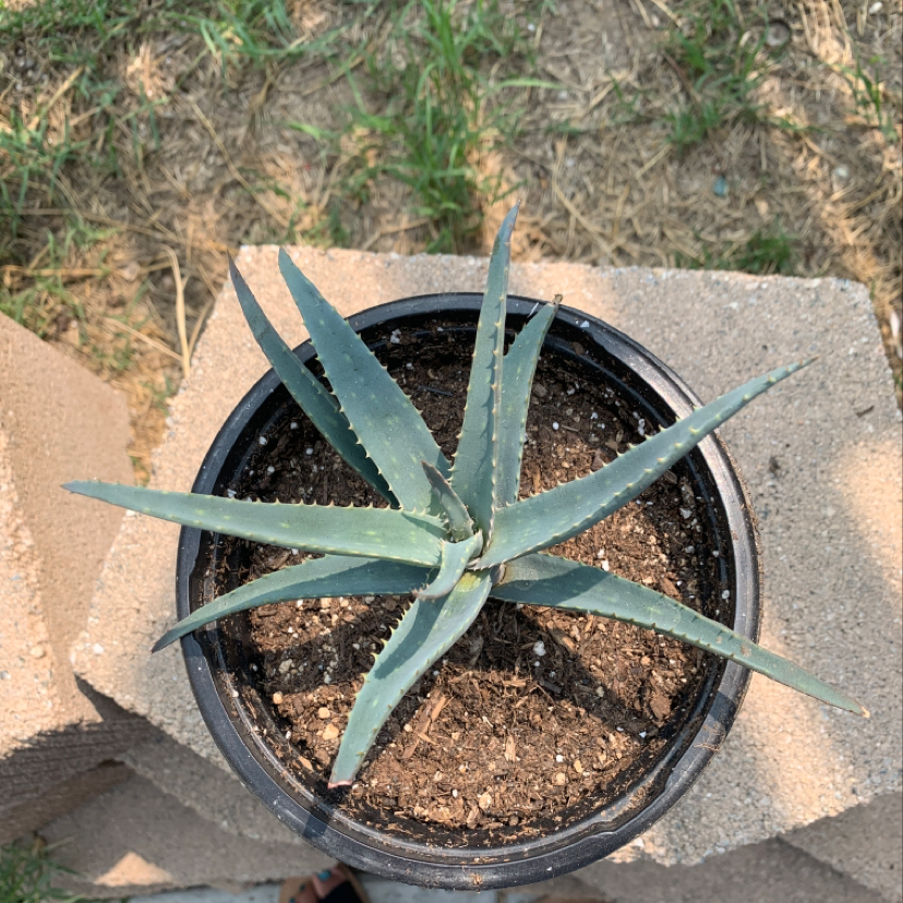 Aerial view of a healthy potted Aloe vera plant with thick, fleshy green leaves in a rosette pattern, sitting on a concrete surface outdoors.