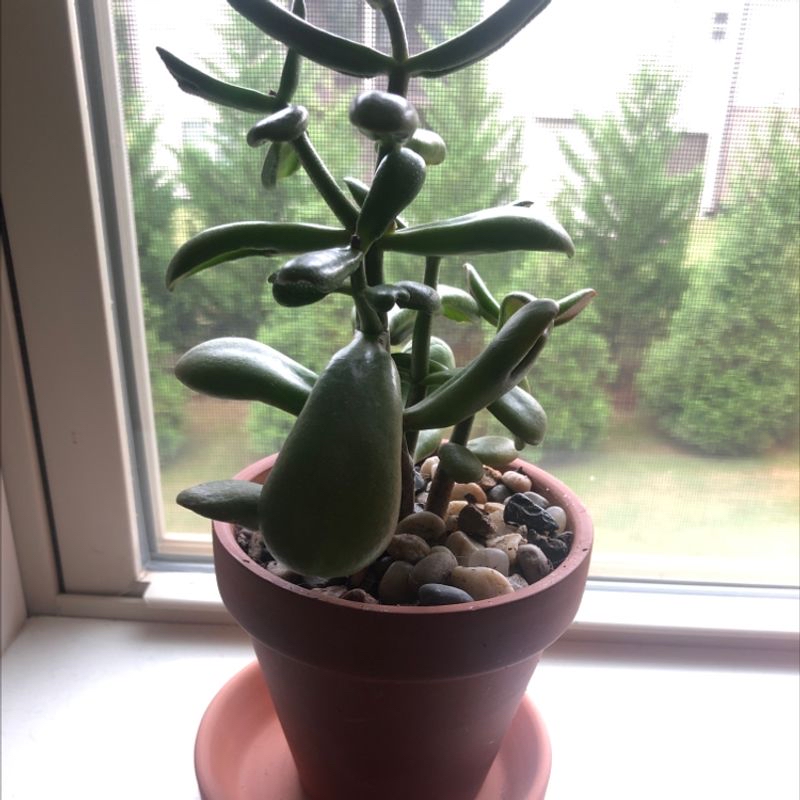 Photo of the plant species Lorentz's Deuterocohnia by Erin named Gus on Greg, the plant care app