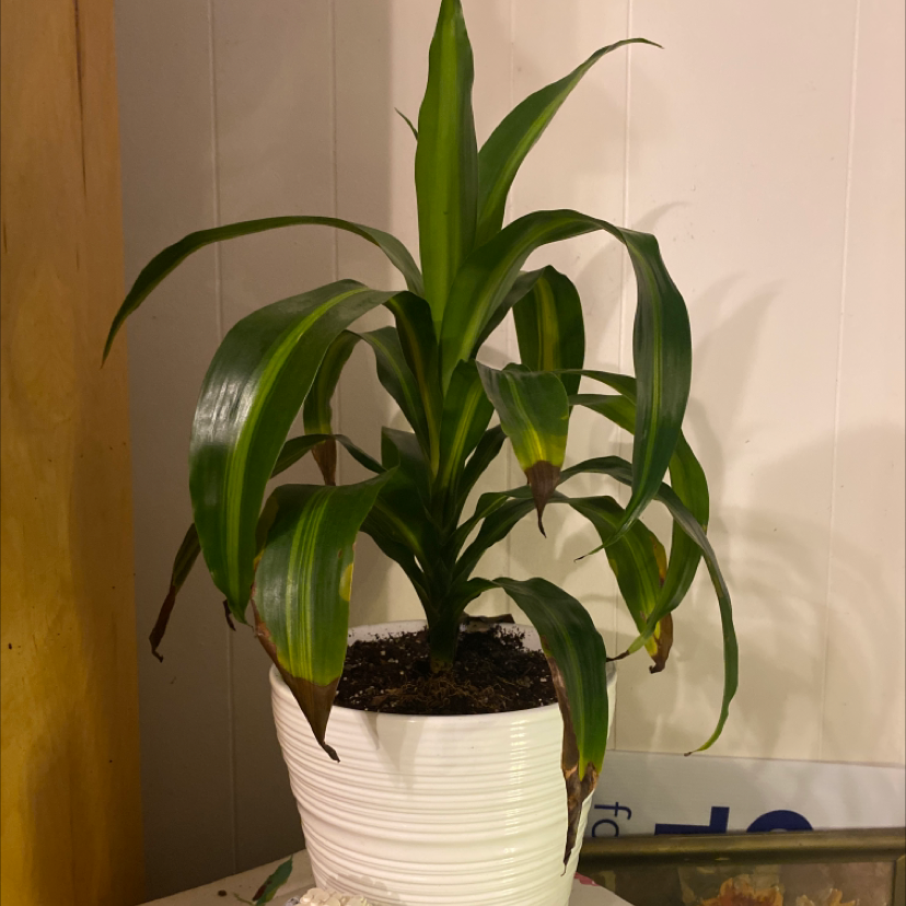 Cornstalk Dracaena plant photo by @itsfinallytuesday named Sigmund on Greg, the plant care app.